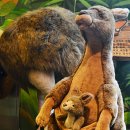 테지움사파리 이미지