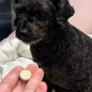 아우어펫 이미지