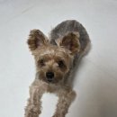 텐즈힐 애견미용 이미지