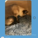 냥냥스테이 | 해외여행 시 고양이 호텔, 세종 어진동 냥냥스테이 이용후기