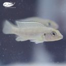 구스퍼니 이미지