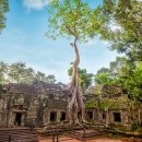 어메이징펫 | [공지] [씨엠립]어메이징 클리프 폭포투어 🧭 씨엠립