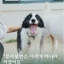 피앤엠 | [P&M호텔] 셀린, 단풍, 짱아, 아찌 보호자님의 호텔 이용 후기