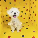 프리미엄 펫베이커리&펫푸드카페 멈머맘마 | [건대애견카페] 프리미엄 펫 베이커리&amp;펫 푸드 카페 멈머맘마