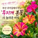 무지개가 피어나는 | 어릴 적 그 분꽃이 맞아? 부산 귀가길에서 만난 '무지개 분꽃'의 놀라운 비밀