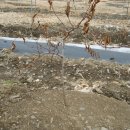 대추나무 묘목(분주)심기 - 참조은농원 이미지