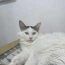 냥이는꿀꿀 이미지