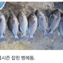 [조 황]고성 공현진 대왕문어 수시로 덥석~ 이미지