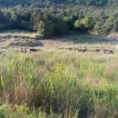 향림동산(흑염소농장) 이미지