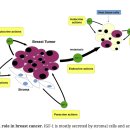 Re:The role of the insulin-like growth factor-1 system in breast cancer 이미지