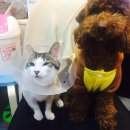 구미 JM 동물 메디컬 센터 이미지