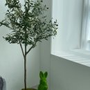 올리브조화 이미지