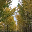 은행나무길 이미지