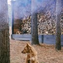 마산애견 이미지