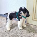 댕가댕가 | 댕가댕가 / 부산 강아지케이크 사상 수제간식 전문점