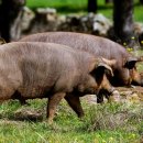 이젠이베리코 이미지