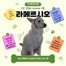 해운대유치원 | 해운대 반려견 유치원 라메르시오 방문 후기 (애견유치원 / 호텔링 / 데이케어)