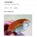 거북이의 꿈 이미지