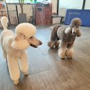 (주)한국반려동물아카데미 이미지