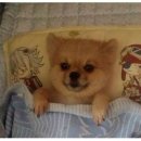 꽈작