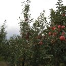 검바우농장 이미지