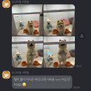 부산애견호텔 24시 강아지 유치원 미용 도그드림 서면점 | 부산 강아지 24시 애견호텔 도그드림 2박3일 내돈내산 후기
