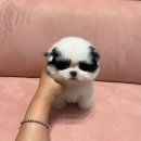 팬더애견샵 이미지