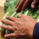 열무농장 이미지