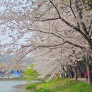 은파호수공원 | 군산여행 벚꽃명소 은파호수공원 후기, 4시간 무료주차 꿀팁, 개화정도