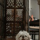 김포씨엘동물의료센터 이미지