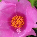 꽃 노래방 이미지