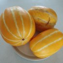 뚱보푸드 | 농라 &lt;푸드박스&gt; 왕뚱보 참외 7kg 후기