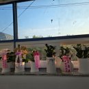 도그도담 이미지