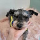 디오펫샵 이미지