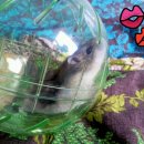 이쁘니PC 이미지