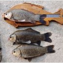 삼성지낚시터 이미지