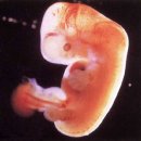 태아의 성장과정 이미지