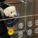 파브 퍼피 이미지