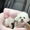 낼름&애견샵 이미지