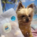 개밥짓는남자 이미지