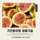 기찬농장 | 프리미엄 영암 무화과 '블랙라벨 무화과' 기찬충이망 재배기술 재배 희망농원, 삼호애, 까꿍이네 무화과...