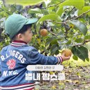 토마토어린이집 | 별내 팜스쿨 피자만들기, 배따기 어린이집 학부모참여수업 후기