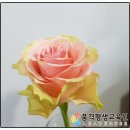 꽃그림 색연필화(보타니컬 아트) 이미지