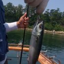 칼치랑고등어랑 이미지