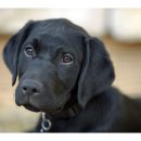 드림24동물병원 이미지