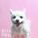 뭉치네 미용실 이미지