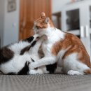 안양유지사료 이미지