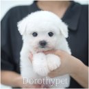 천안 강아지분양 도로시펫 네이버블로그