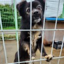 매직모터스 이미지