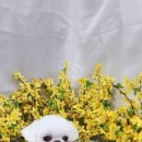 두부네 펫살롱 이미지